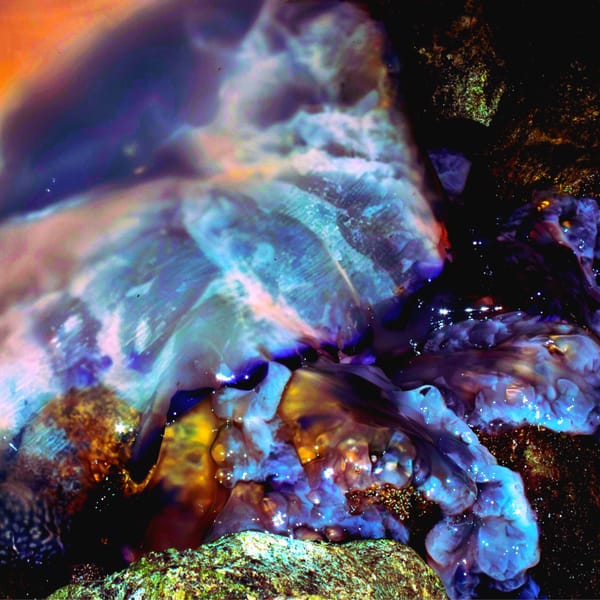 Katana Koala Kiwi - Il Territorio delle Meduse